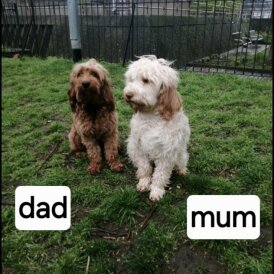 Cockapoo