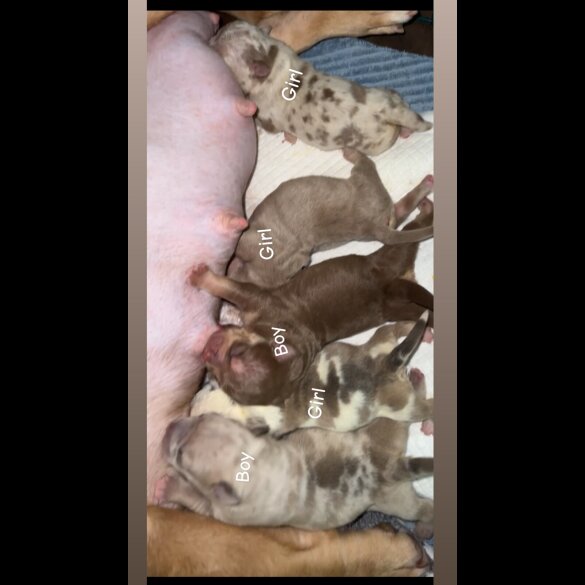 American Bulldog