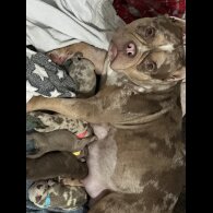 American Bulldog