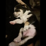 Dachshund (Miniature Smooth Haired)