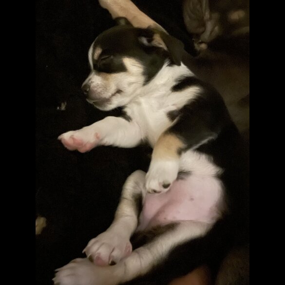 Dachshund (Miniature Smooth Haired)