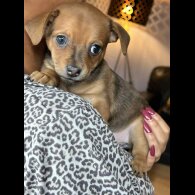 Dachshund (Miniature Smooth Haired)