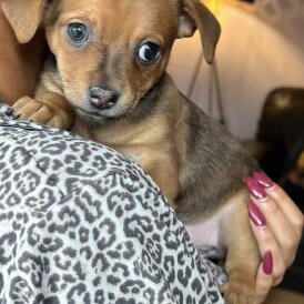 Dachshund (Miniature Smooth Haired)