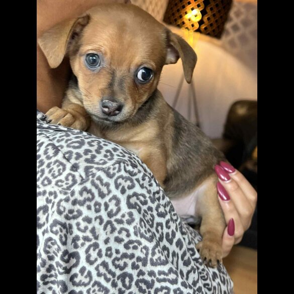 Dachshund (Miniature Smooth Haired)