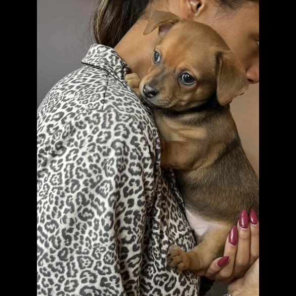 Dachshund (Miniature Smooth Haired)