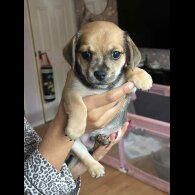 Dachshund (Miniature Smooth Haired)