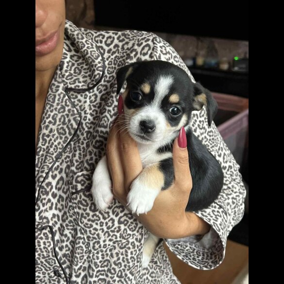 Dachshund (Miniature Smooth Haired)