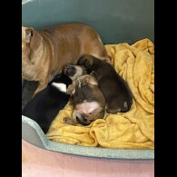 Dachshund (Miniature Smooth Haired)