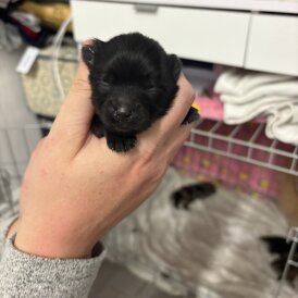 Pomeranian