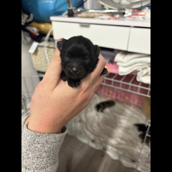 Pomeranian