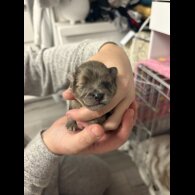 Pomeranian