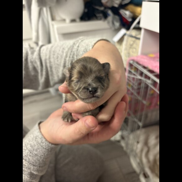 Pomeranian