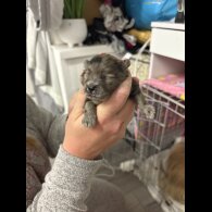 Pomeranian