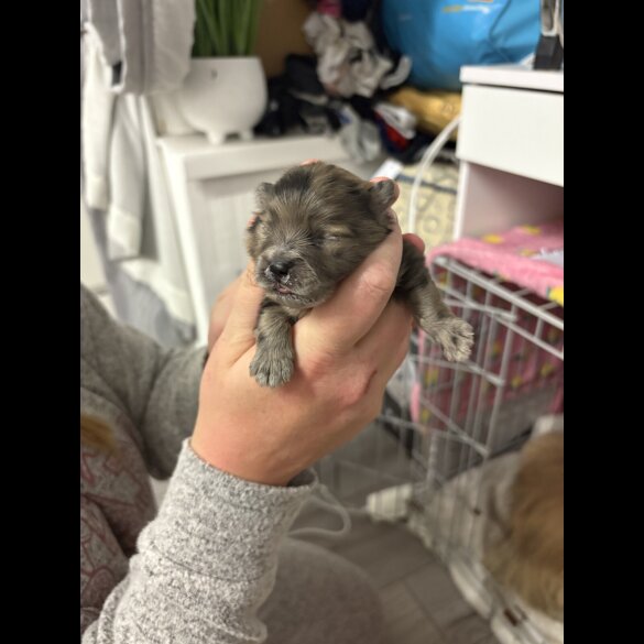 Pomeranian
