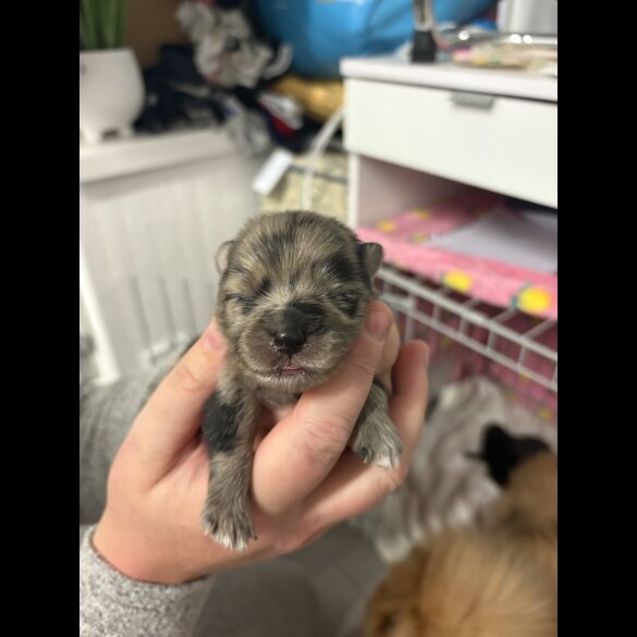 Pomeranian