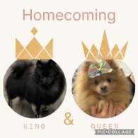 Pomeranian