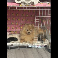 Pomeranian