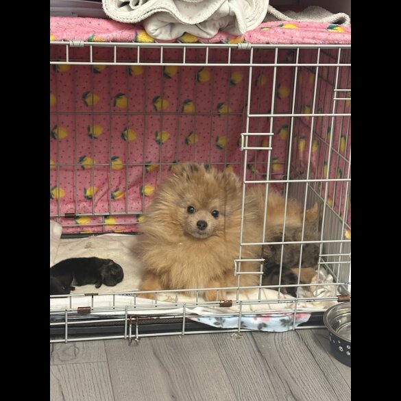 Pomeranian