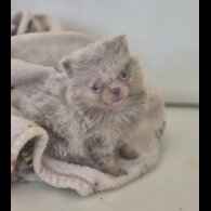 Pomeranian