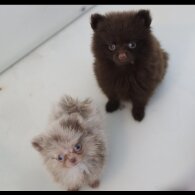 Pomeranian