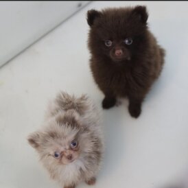Pomeranian