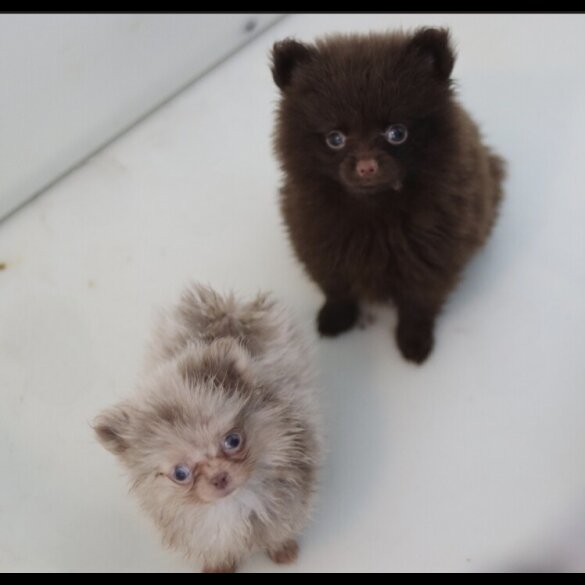 Pomeranian