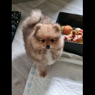 Pomeranian - Dogs
