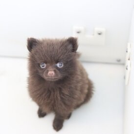 Pomeranian