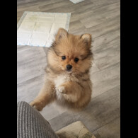 Pomeranian - Dogs
