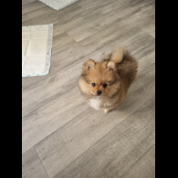 Pomeranian - Dogs