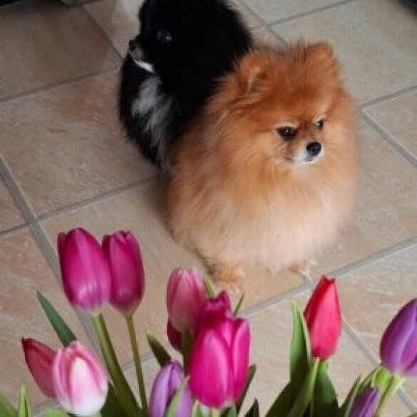 Pomeranian