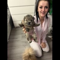 Pomeranian