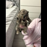 Pomeranian