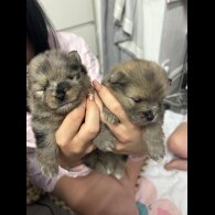 Pomeranian