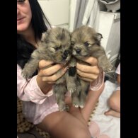 Pomeranian