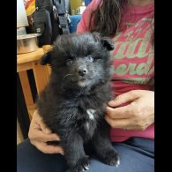 Pomsky