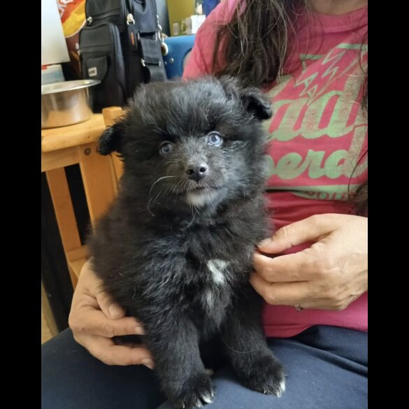 Pomsky