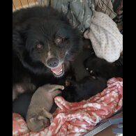 Pomsky