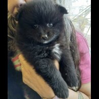 Pomsky