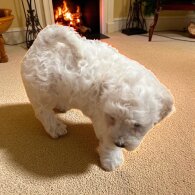 Poochon