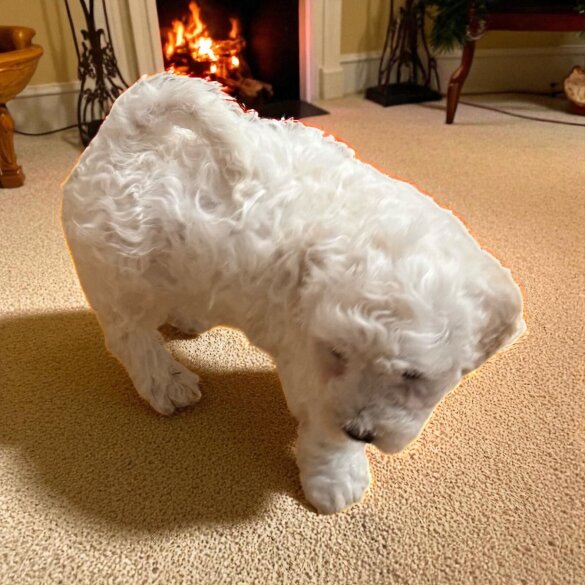 Poochon