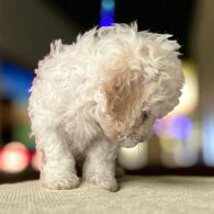 Poochon