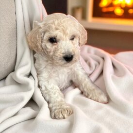 Poochon