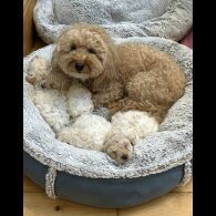 Poochon