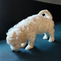 Poochon