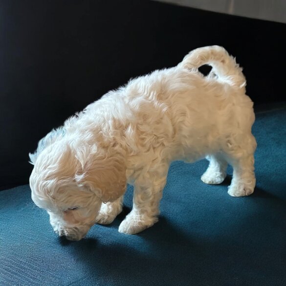 Poochon