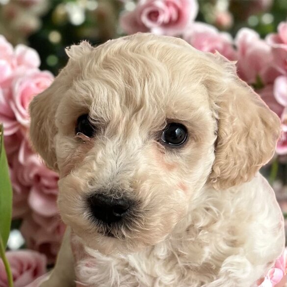 Poochon