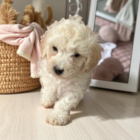 Poochon