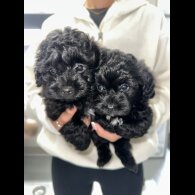 Poochon
