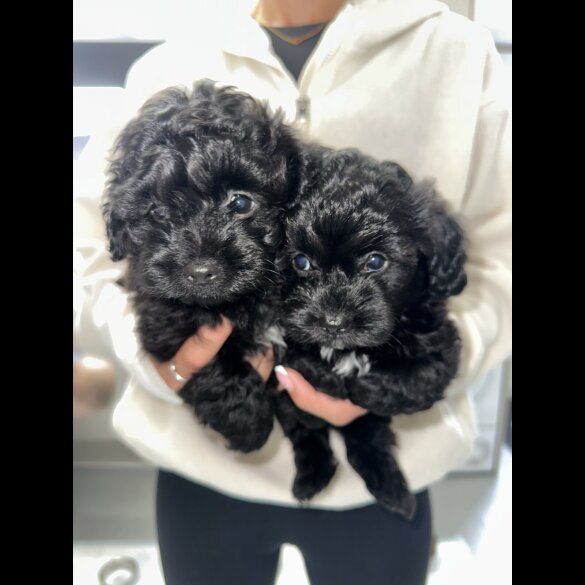 Poochon